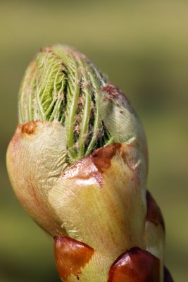 Aesculus x carnea 'Briotii'- jírovec pleťový - jarní pučení 1